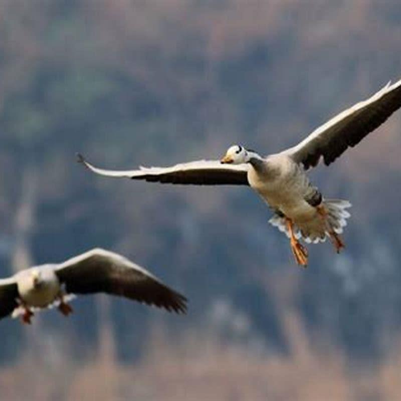 Why do birds not fly high?