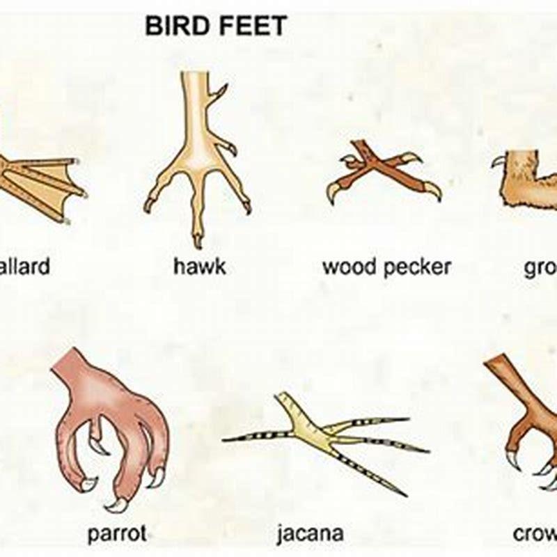 why-do-birds-pick-at-their-feet-diy-seattle