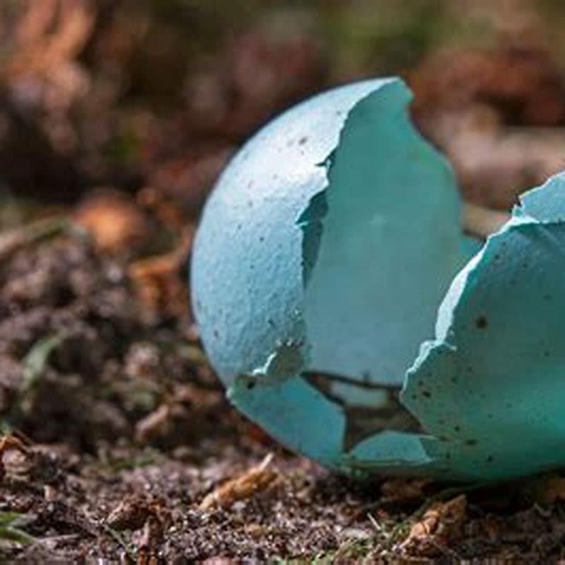 Why do birds remove egg shells? - DIY Seattle