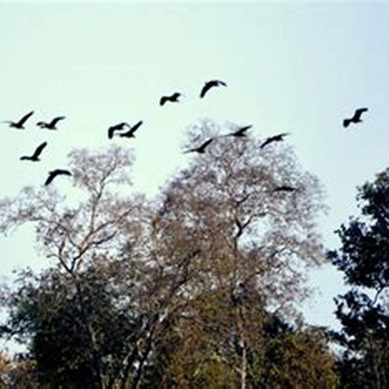 Why do birds suddenly swarm?