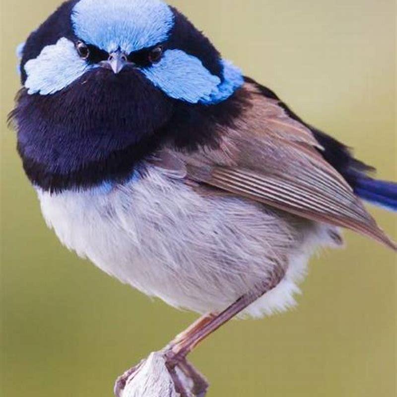 Why do blue wrens tap on windows?