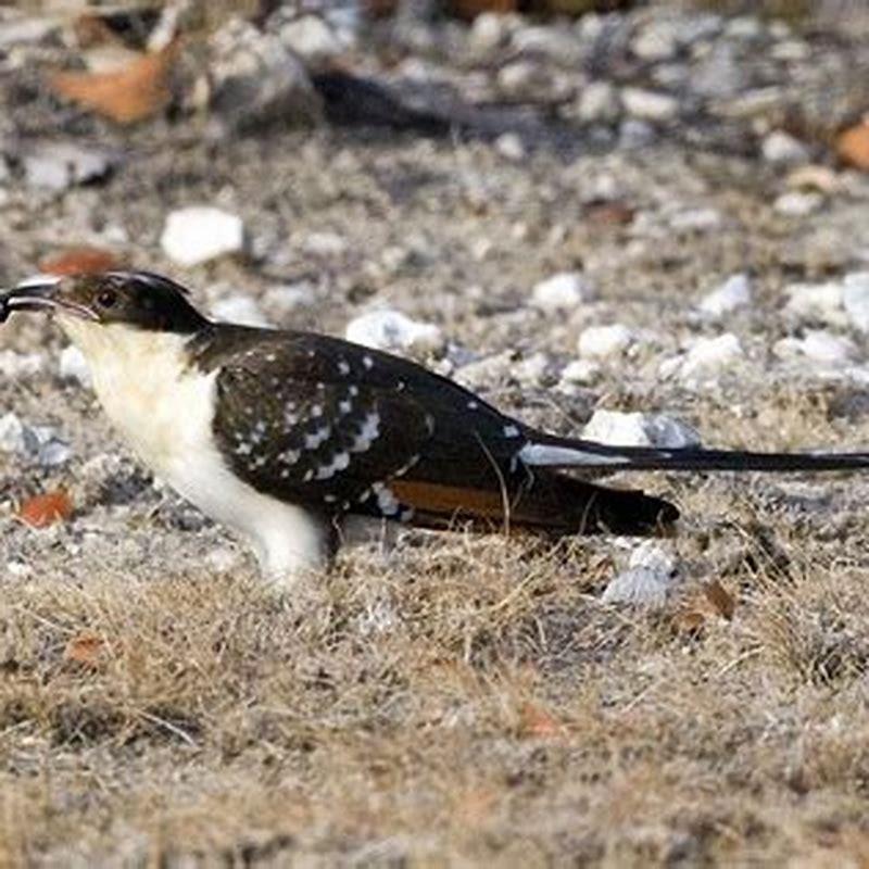 Why do cuckoos kill other birds?