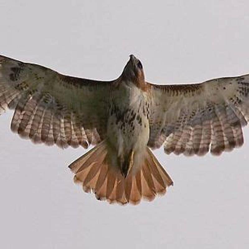 Why do feathers come off birds?