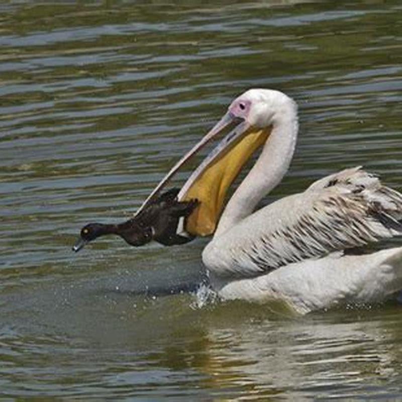 Why do pelicans try to eat pigeons? DIY Seattle