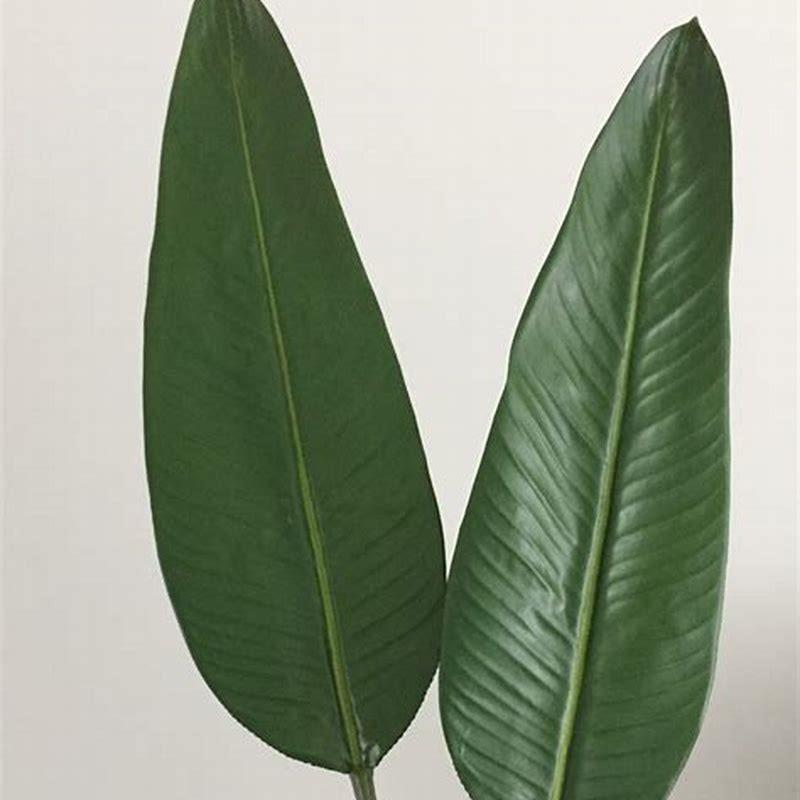 Why do Strelitzia leaves split?