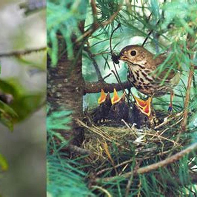 Why do tropical birds live so long?