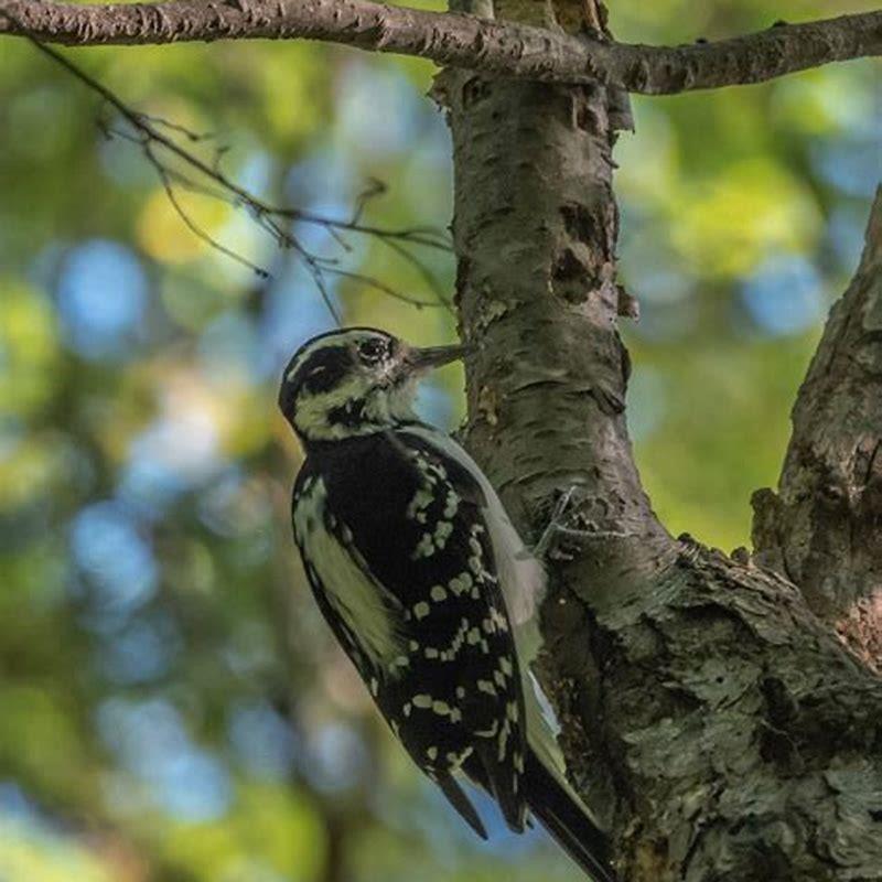 Why is it called a Hairy Woodpecker?