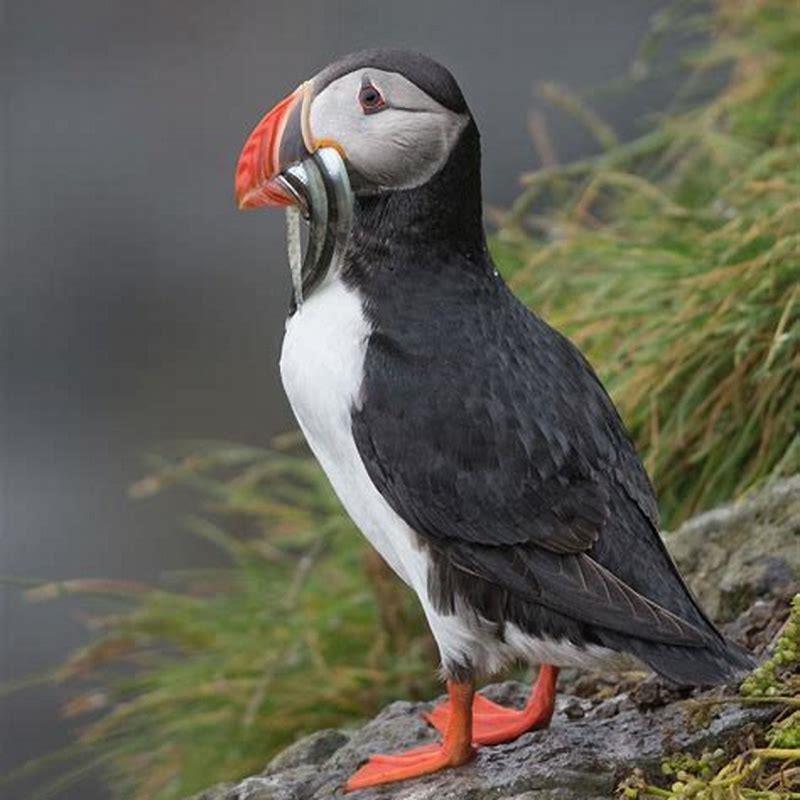 why-is-it-called-a-puffin-bird-diy-seattle