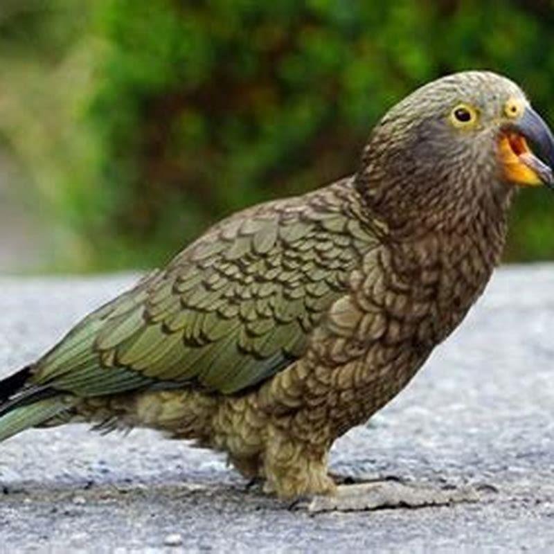 Why is kea the smartest bird?