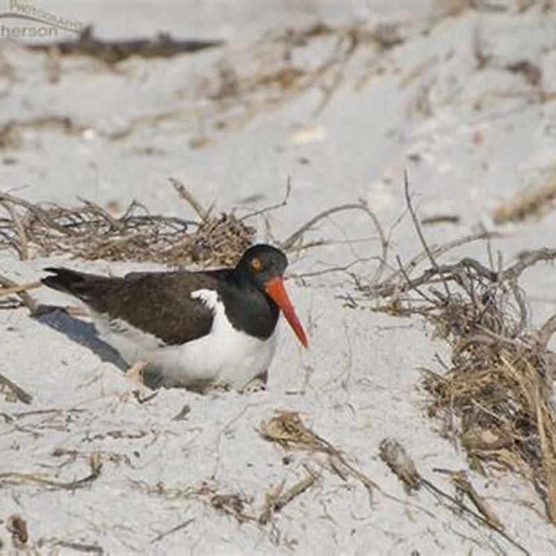 Why is the American oystercatcher important?