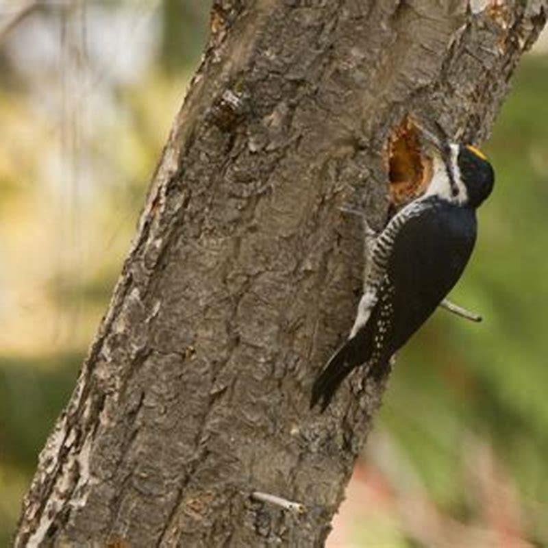 Why is the Black-backed Woodpecker important?