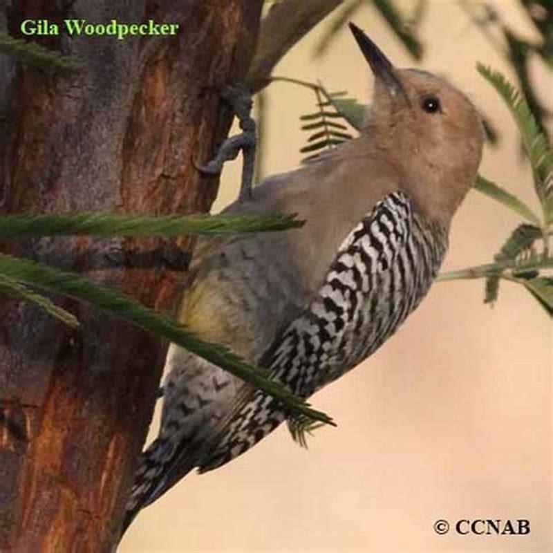 Why is the Gila woodpecker endangered?