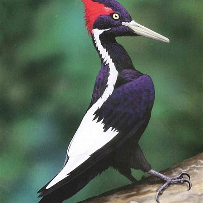 Why is the ivorybilled woodpecker important? DIY Seattle