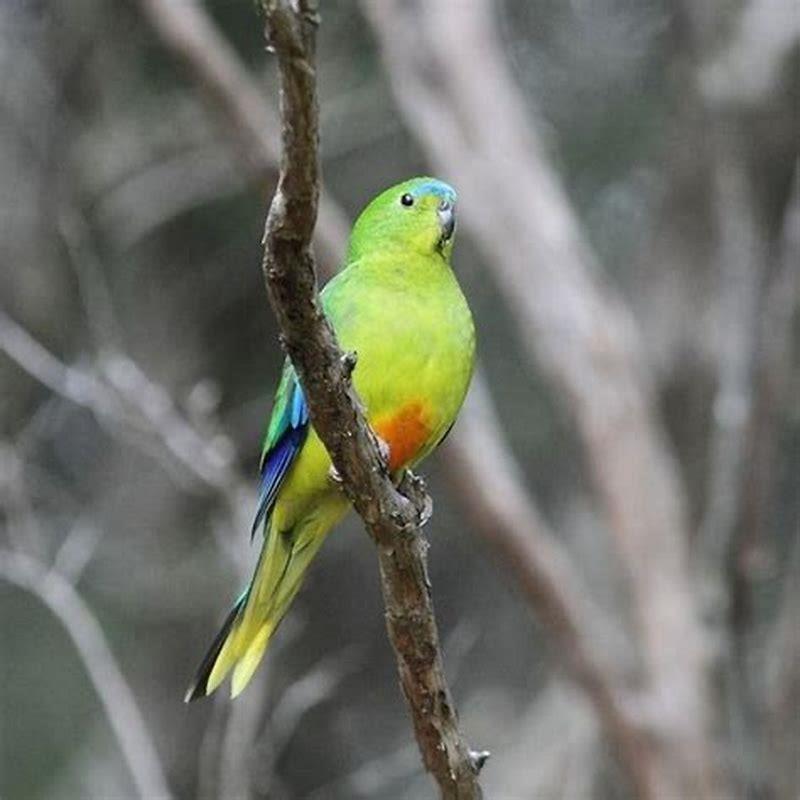 Why should we save birds from extinction?