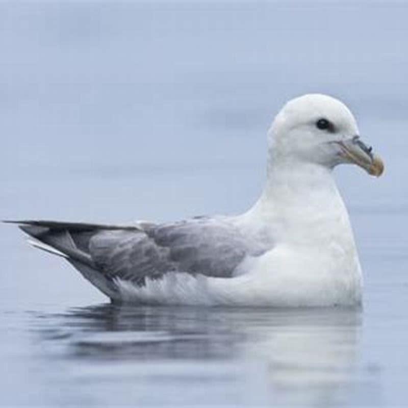 Why should you never scare a Northern Fulmar?