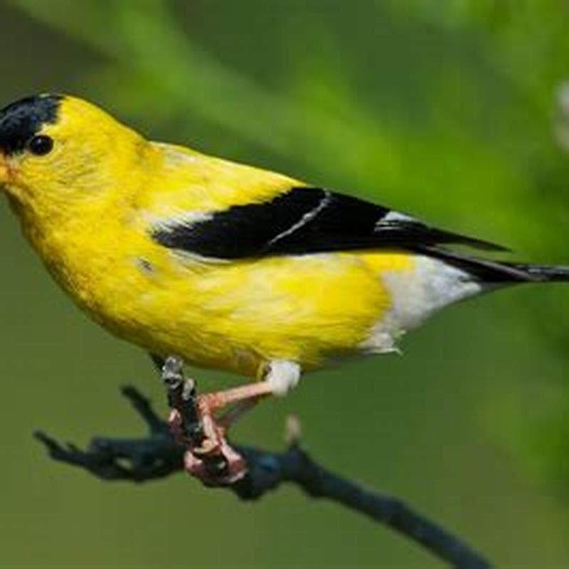 Why won’t birds eat my nyjer seed?