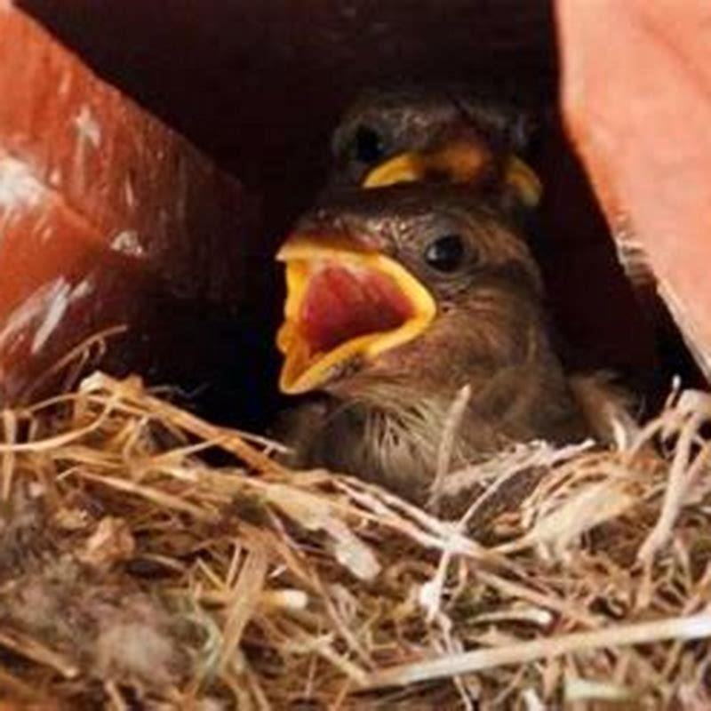 why-would-a-mother-bird-abandon-her-babies-diy-seattle