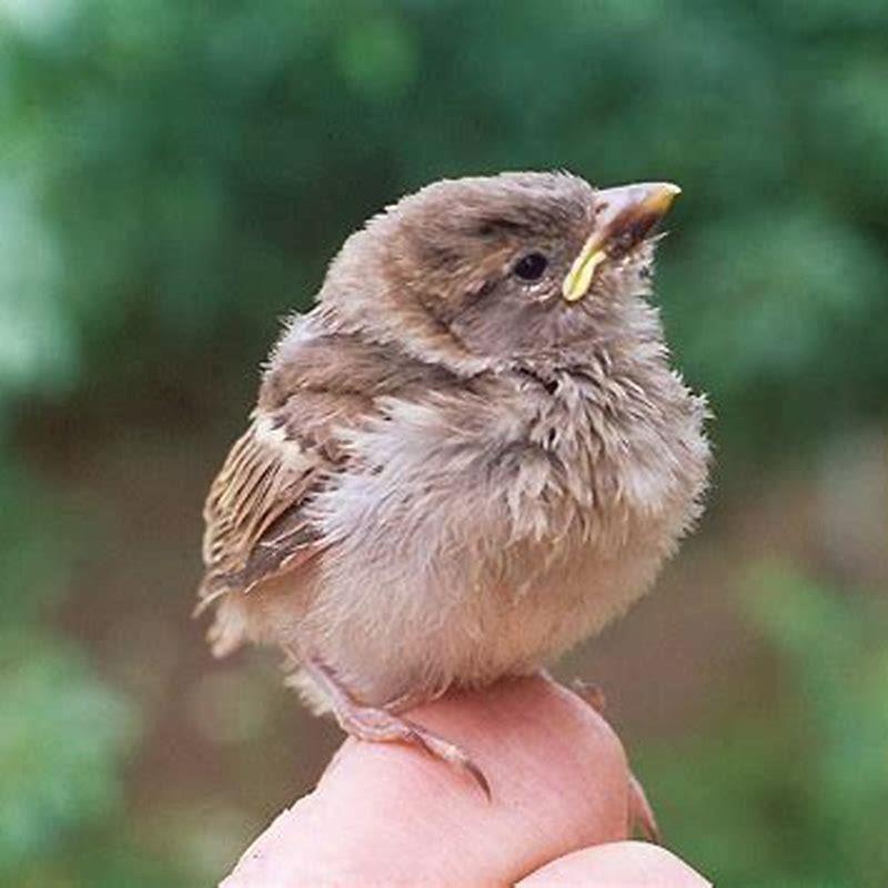 Will a bird feed another birds baby?