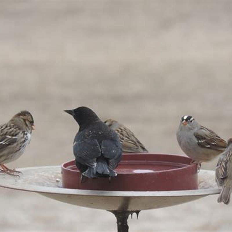 Will birds drink water from a bowl?