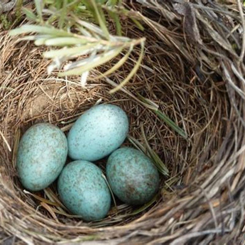 Will birds find nest if moved?
