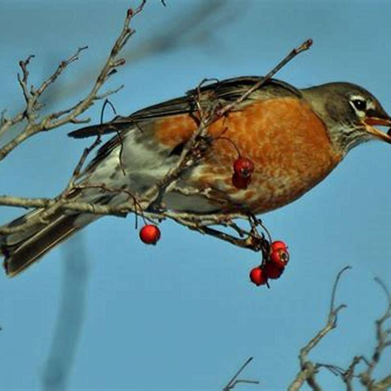 Will Robins eat strawberries? - DIY Seattle