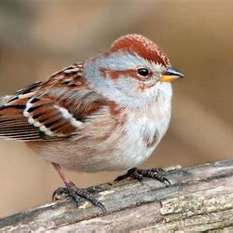 Are American Tree Sparrows invasive?