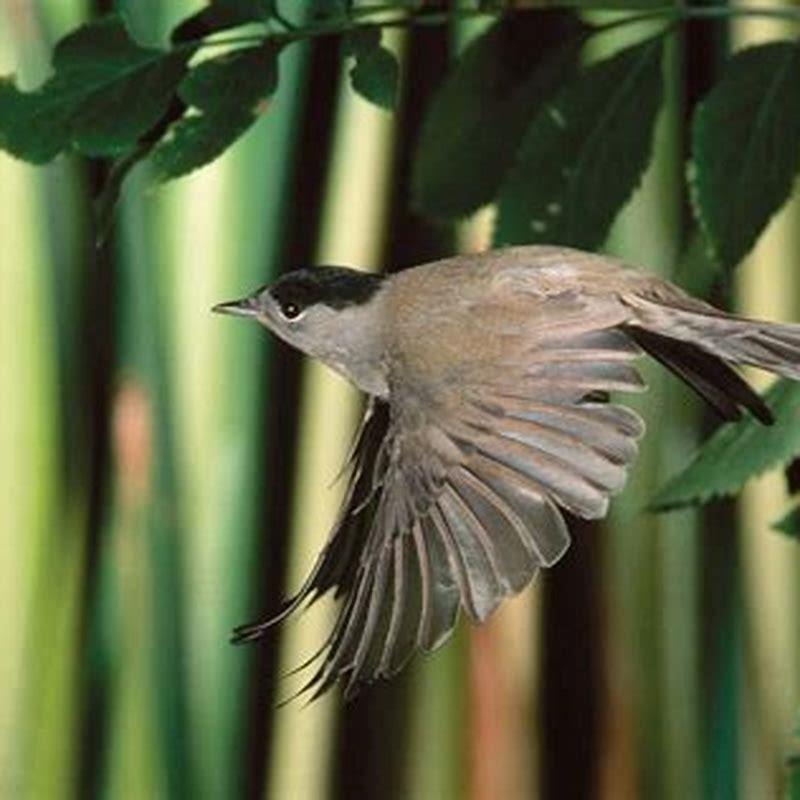 Are birds migrating early this year?