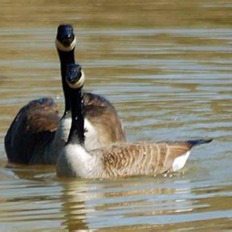 Are birds sexually reproduction?