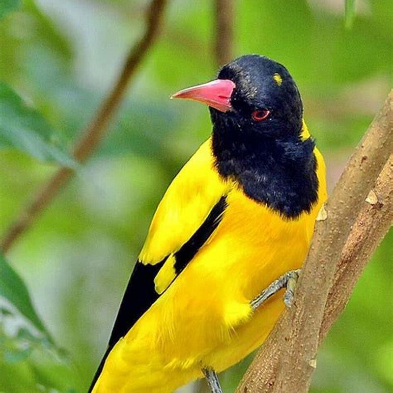 Are black backed Orioles omnivores?