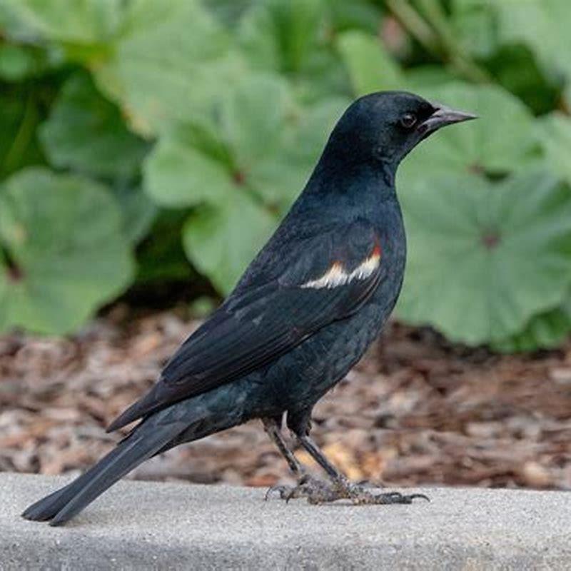 are-blackbirds-corvids-diy-seattle