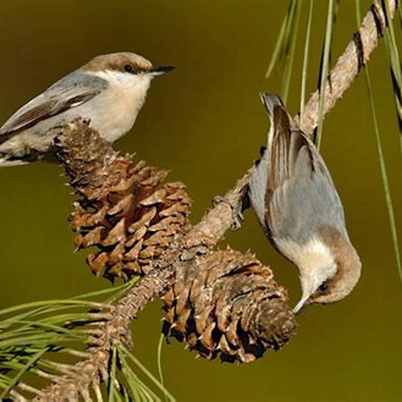 Are Brown-headed Nuthatch endangered?