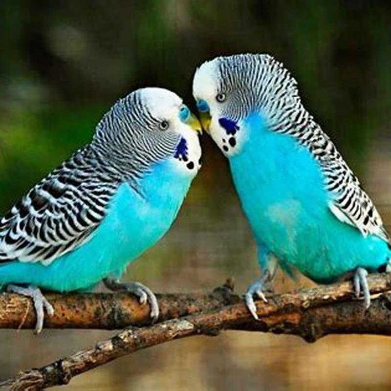 Are budgies good pets for beginners? - DIY Seattle