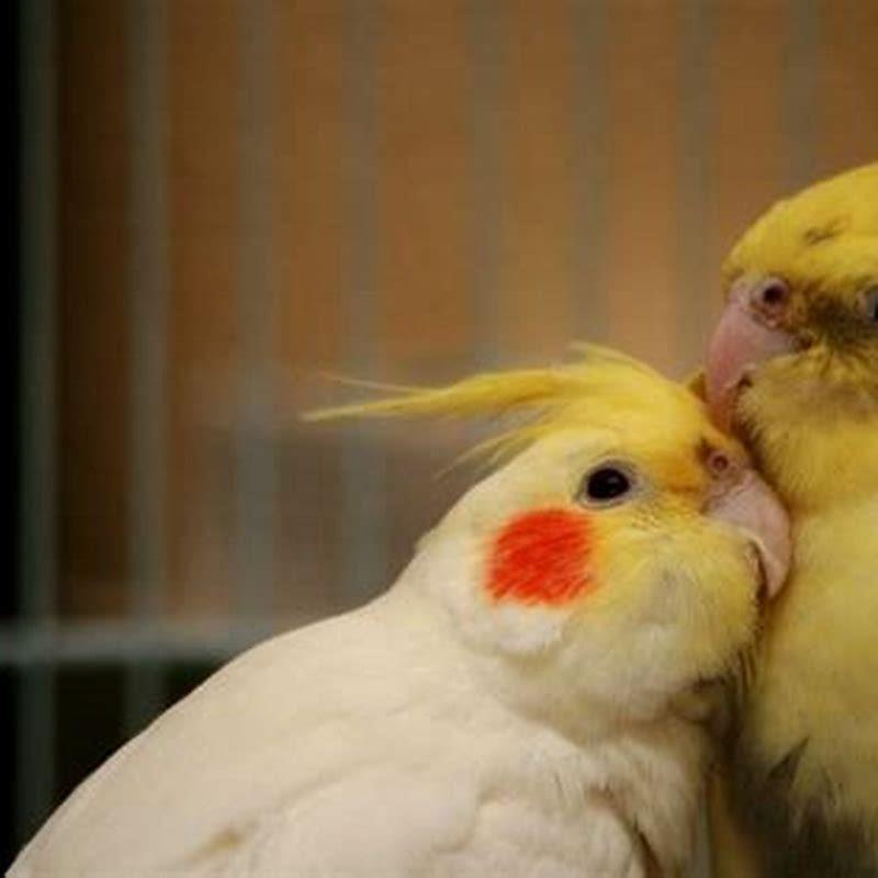 Are cockatiels noisy?