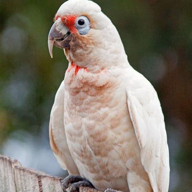 Are corellas native to South Australia?