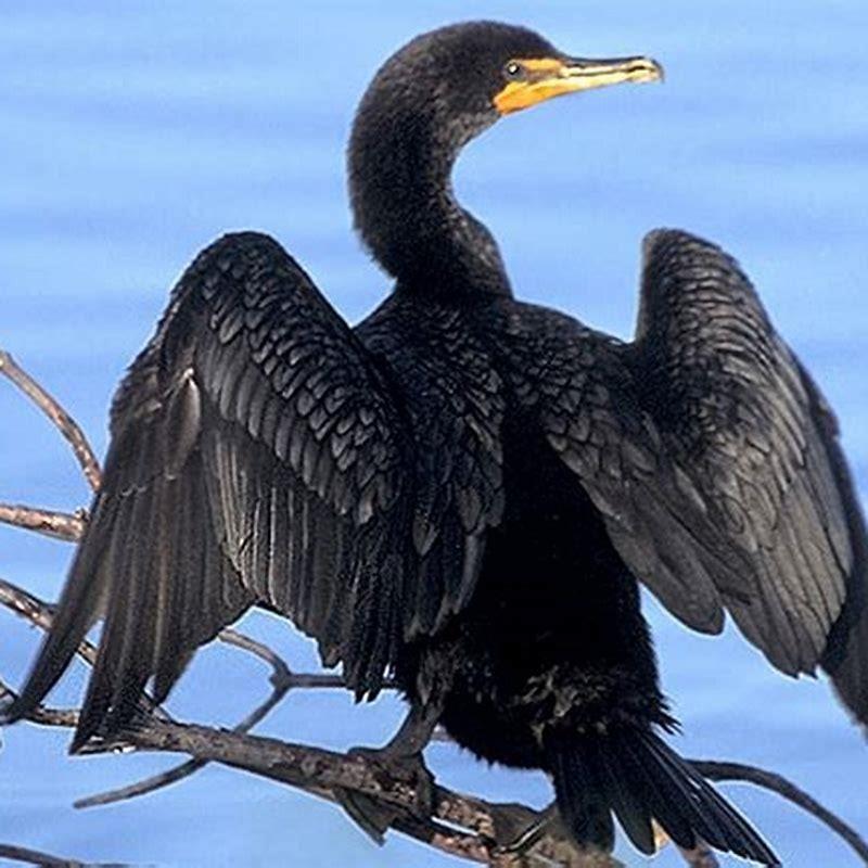 Are cormorants a problem?