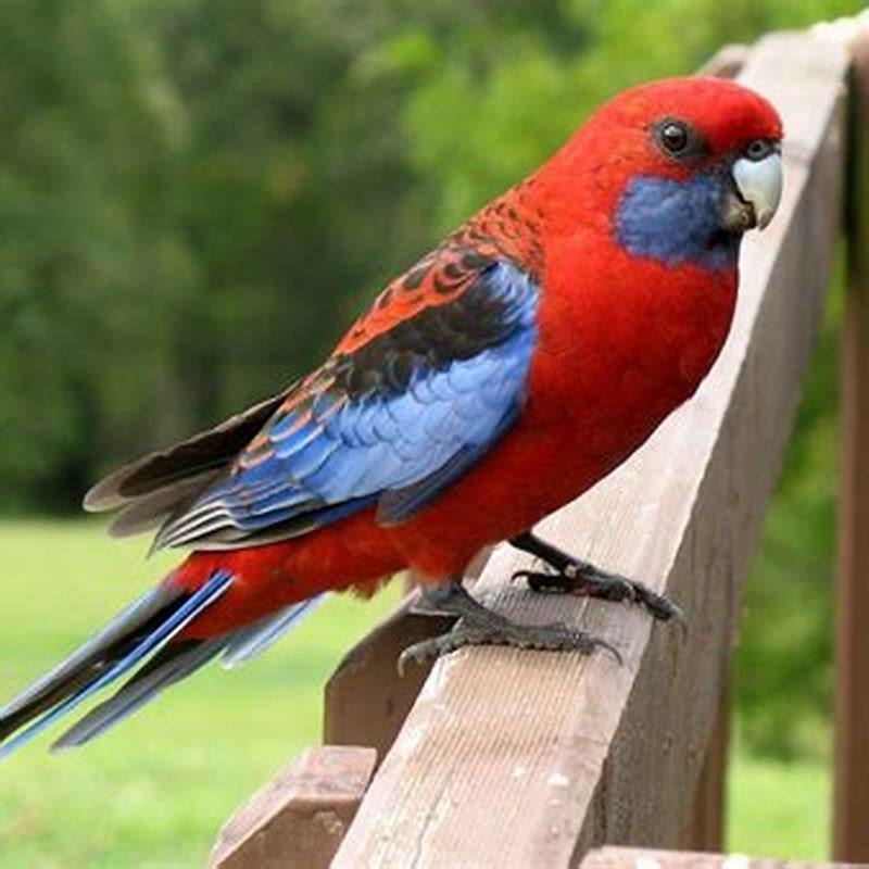 Are Crimson Rosellas noisy?