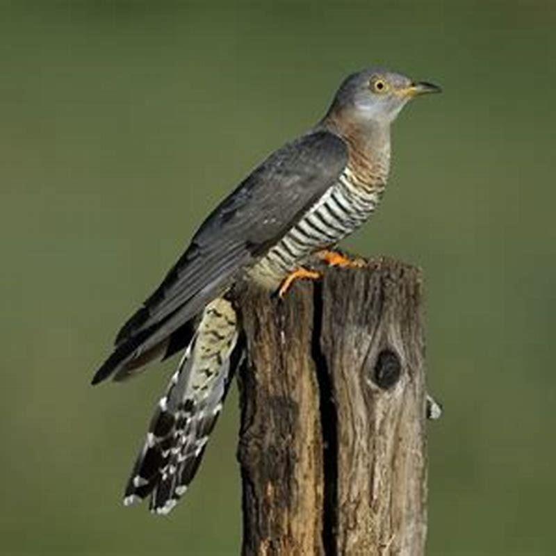 Are cuckoos rare in UK?