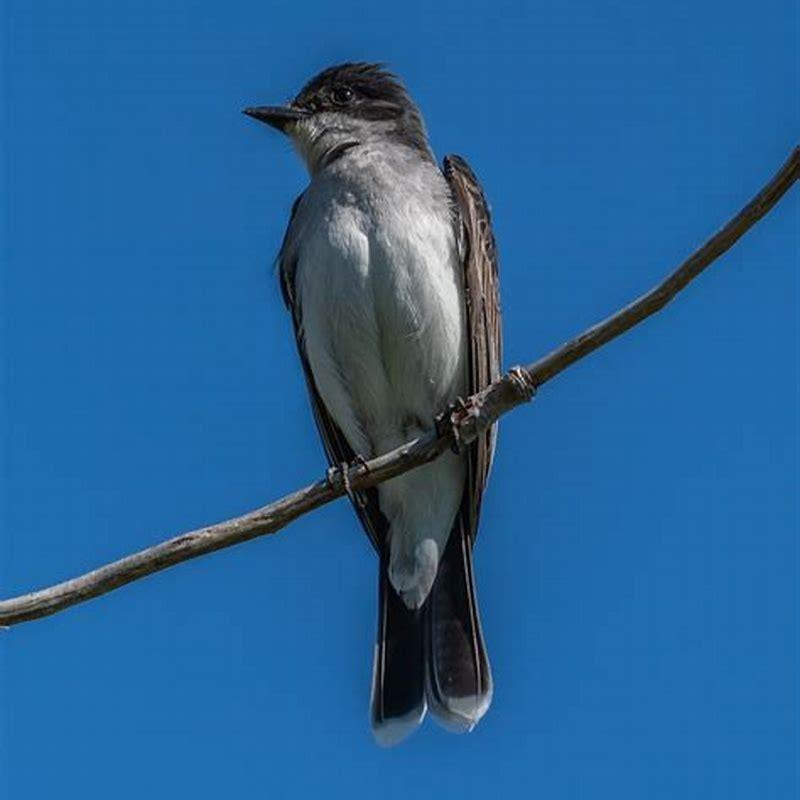 are-eastern-kingbirds-aggressive-diy-seattle