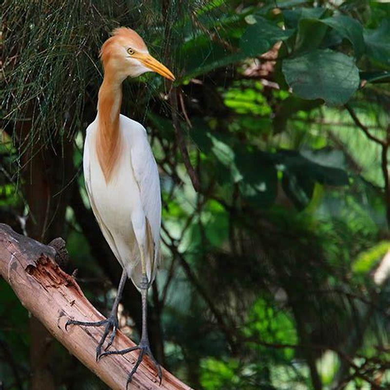 Are egrets harmful?
