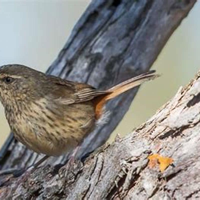Are fieldfares endangered?
