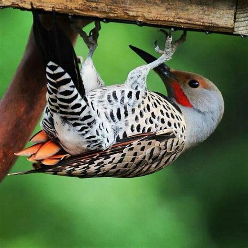 Are flicker birds rare?