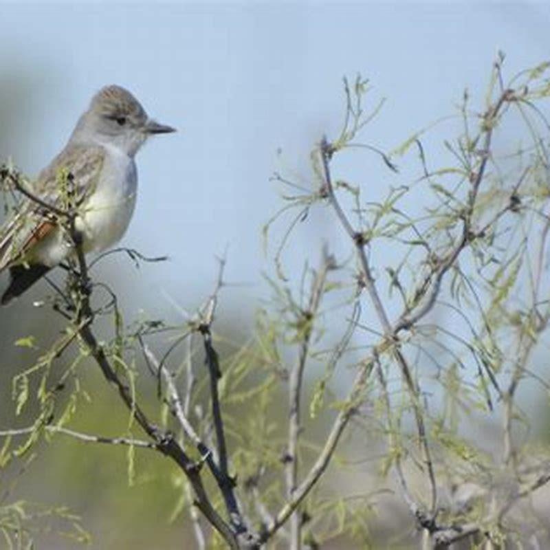 Are flycatchers aggressive?