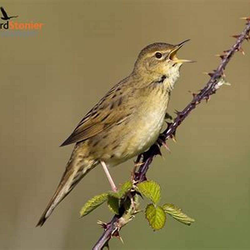 Are grasshopper warblers rare? - DIY Seattle