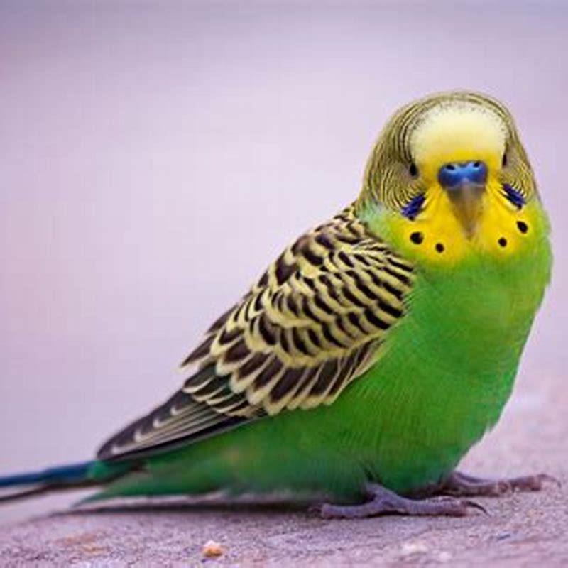 Are green parakeets parrots?