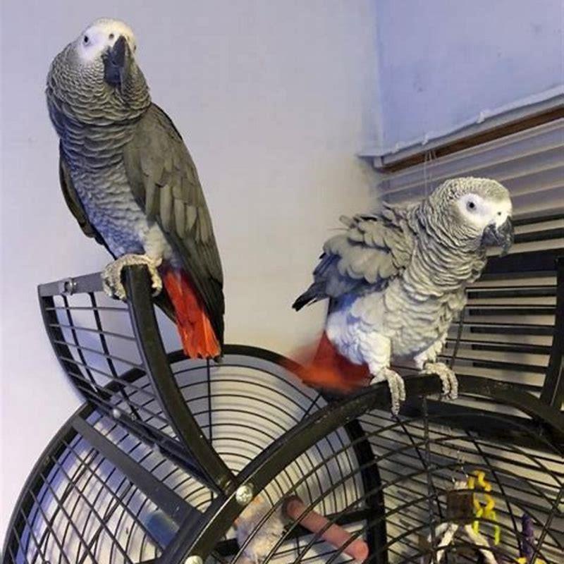 Are GREY parrots good pets? - DIY Seattle