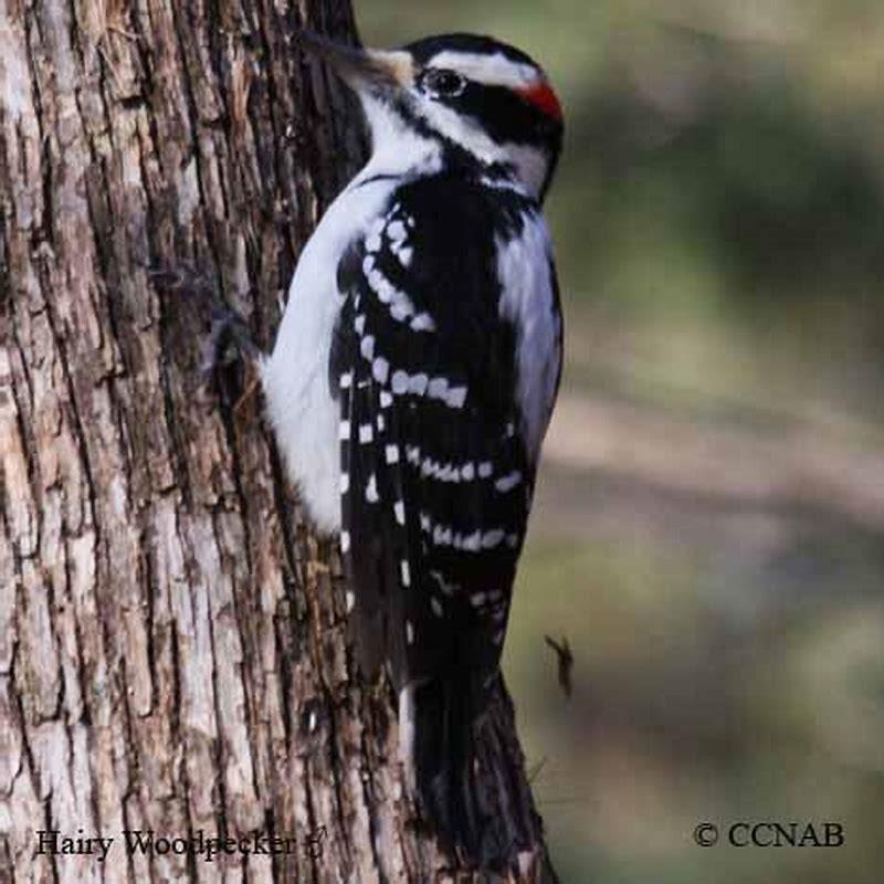 Are Hairy Woodpeckers carnivores?