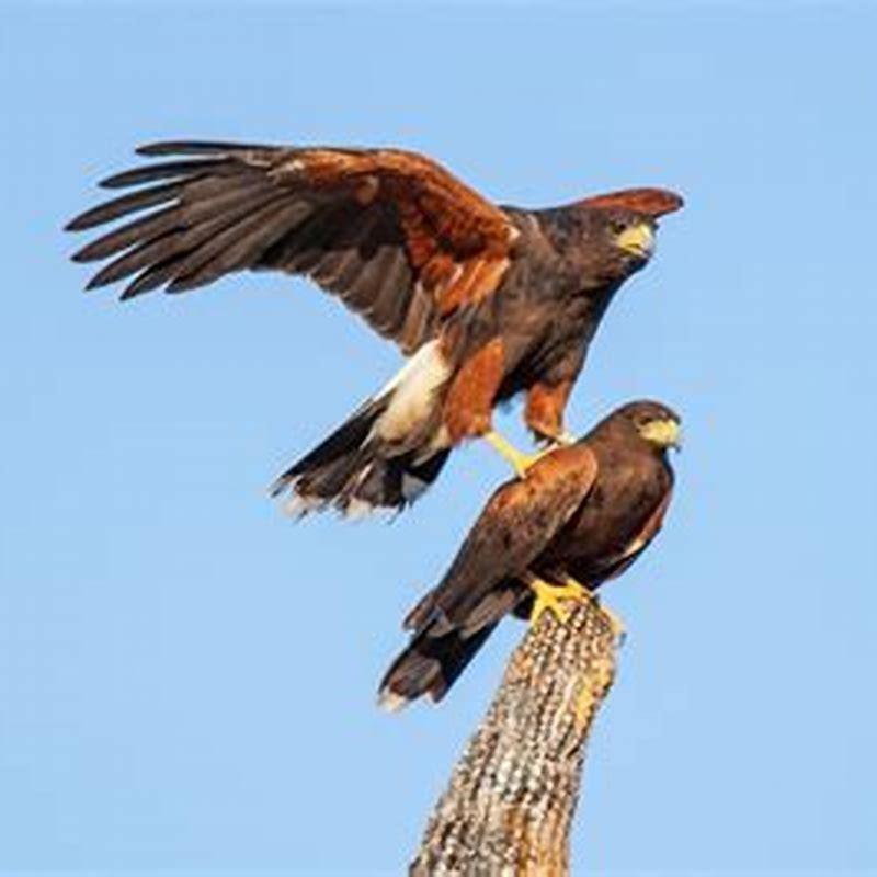 Are Harris hawks aggressive?
