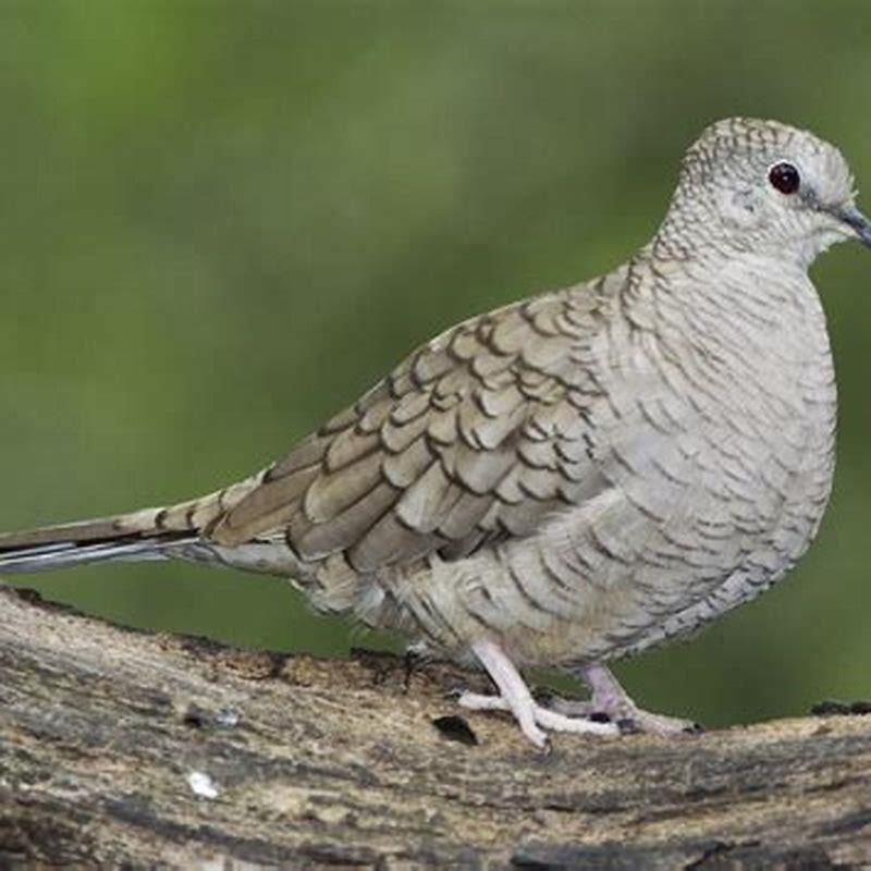 Are Inca doves endangered?