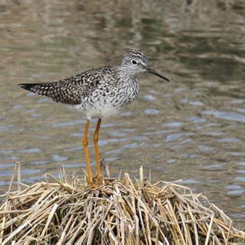 Are Lesser Yellowlegs endangered?