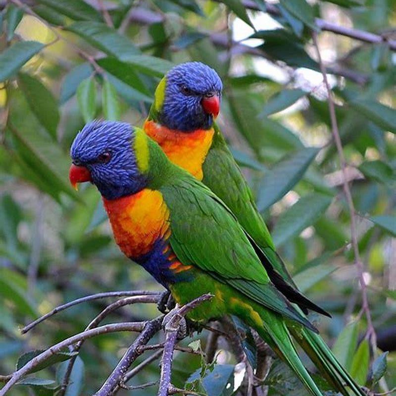 Are lorikeets good birds?